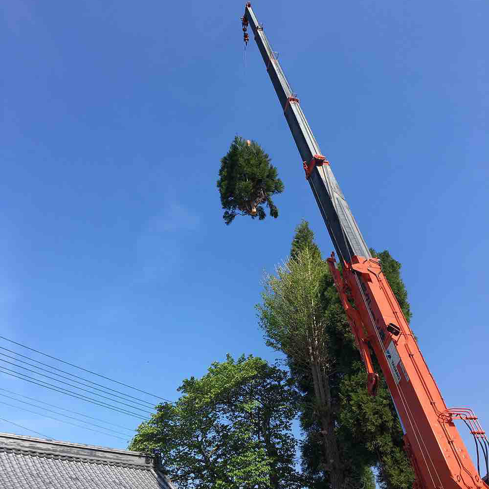 クレーン伐採