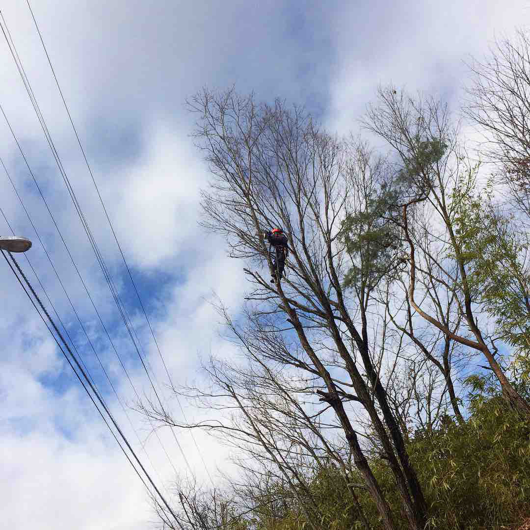 木登り伐採