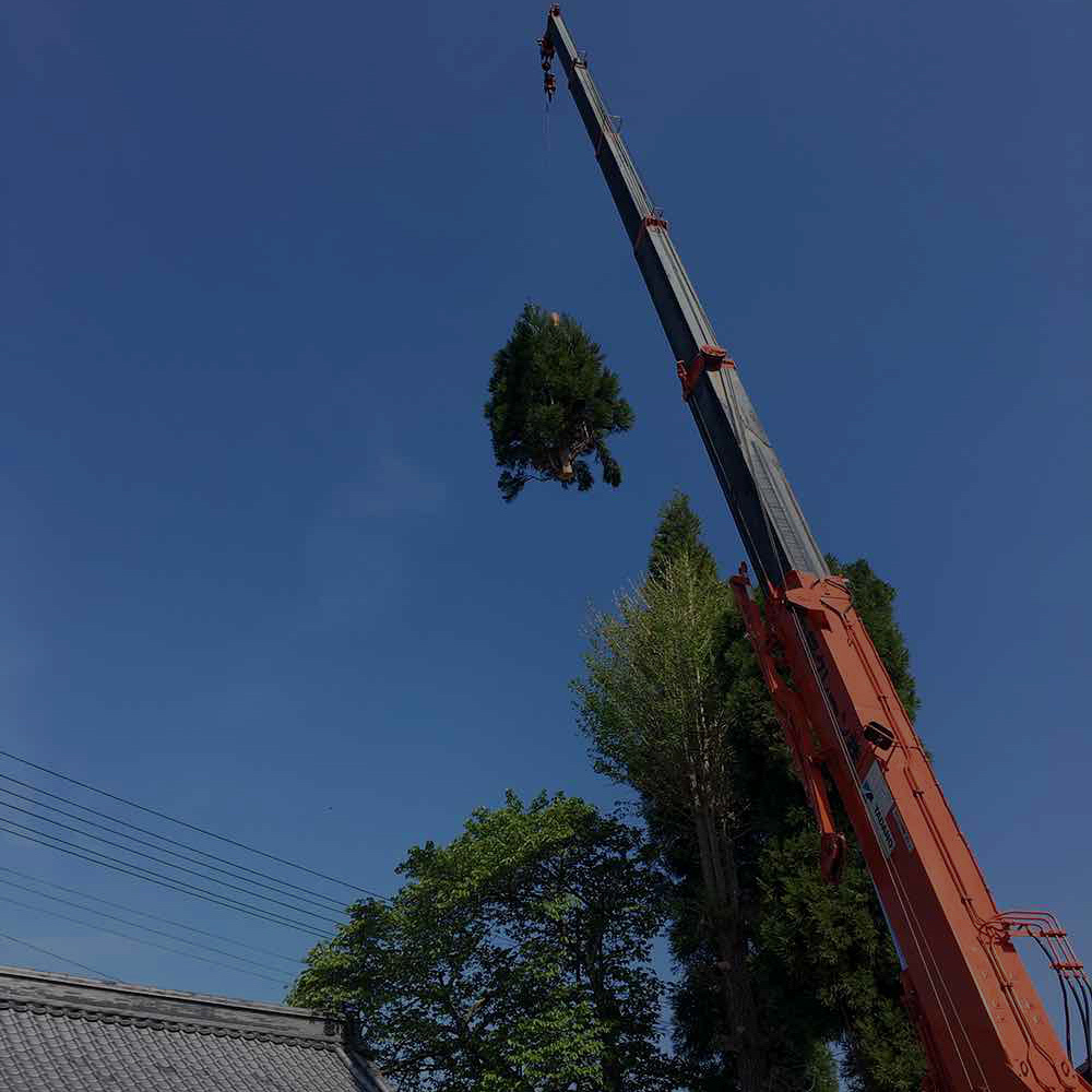 クレーン伐採