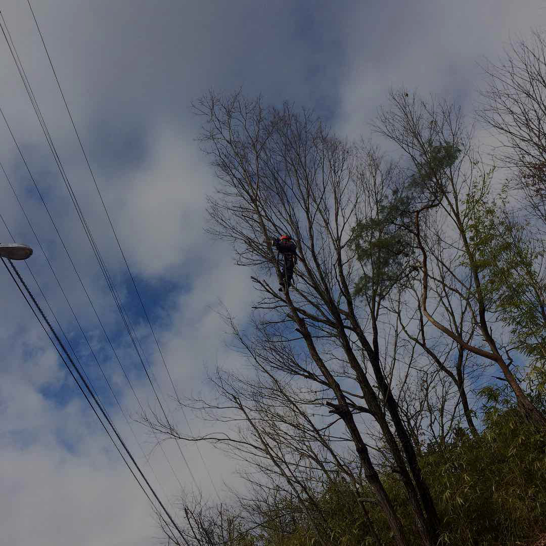 木登り伐採
